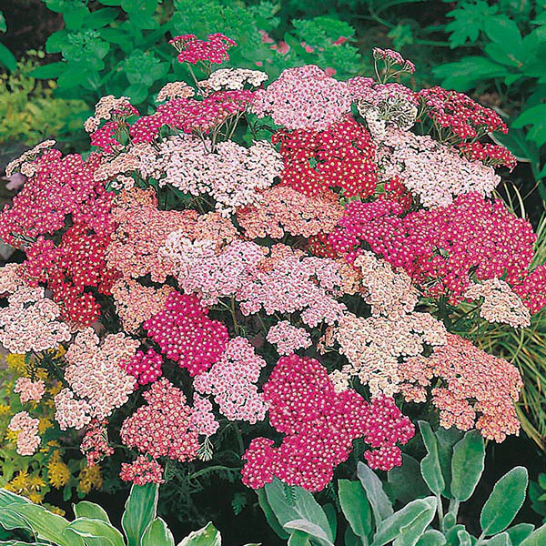 Achillea Summer Berries F2 Seeds - Image 4