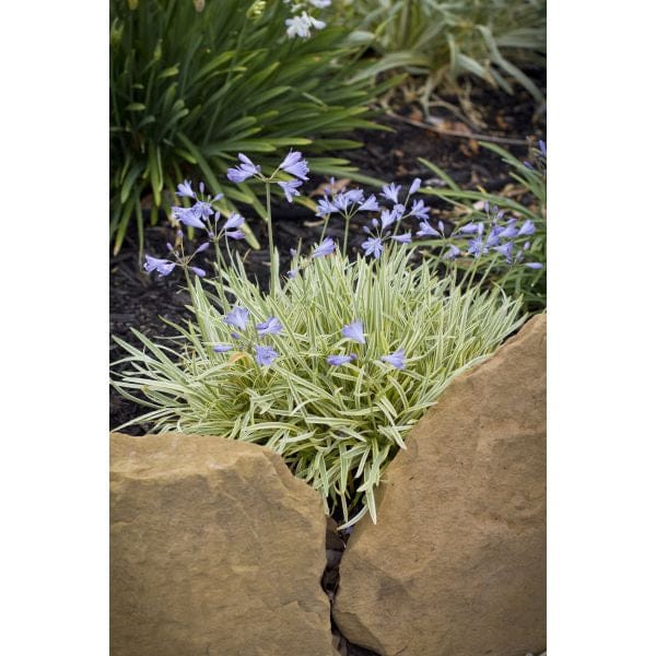 Agapanthus Golden Drop Potted Plant