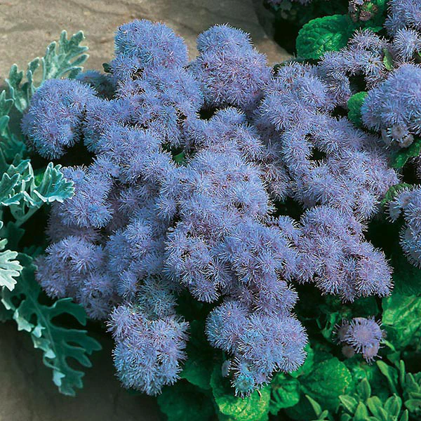 Ageratum Blue Mink Seeds - Image 3
