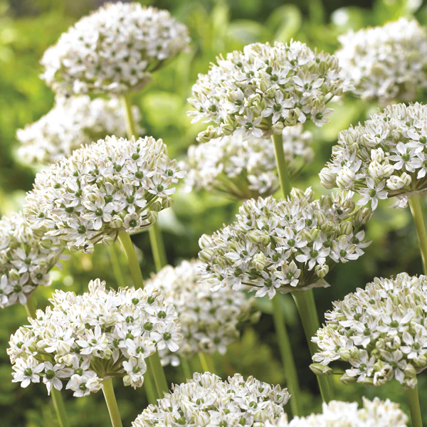 Allium atropurpureum & nigrum Bulb Collection - Image 3