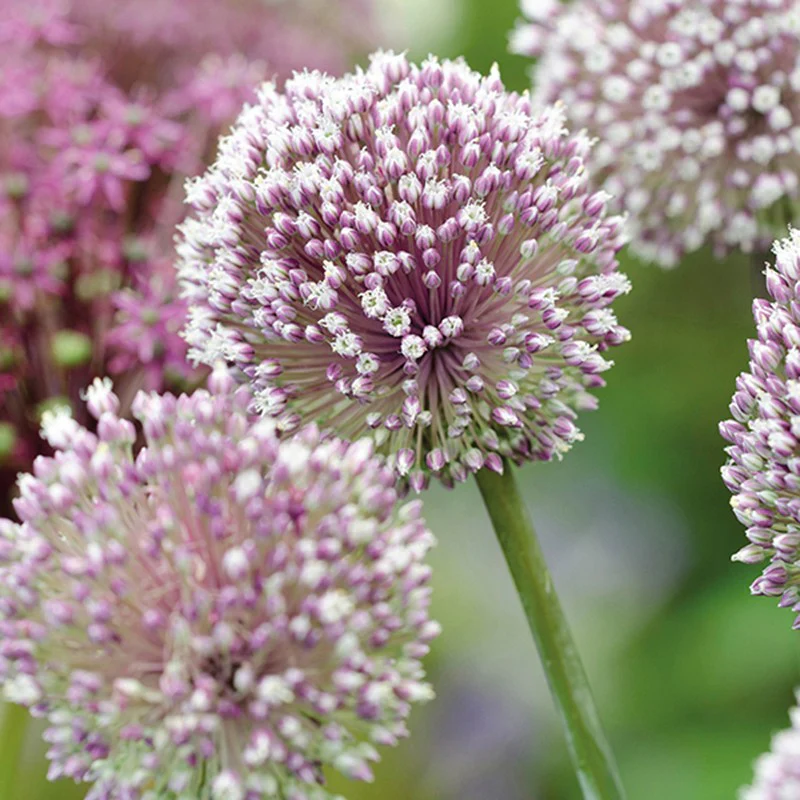 Allium Border Flower Bulb Mix - Image 4