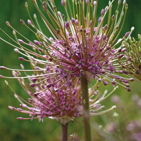 Allium Border Flower Bulb Mix - Image 5