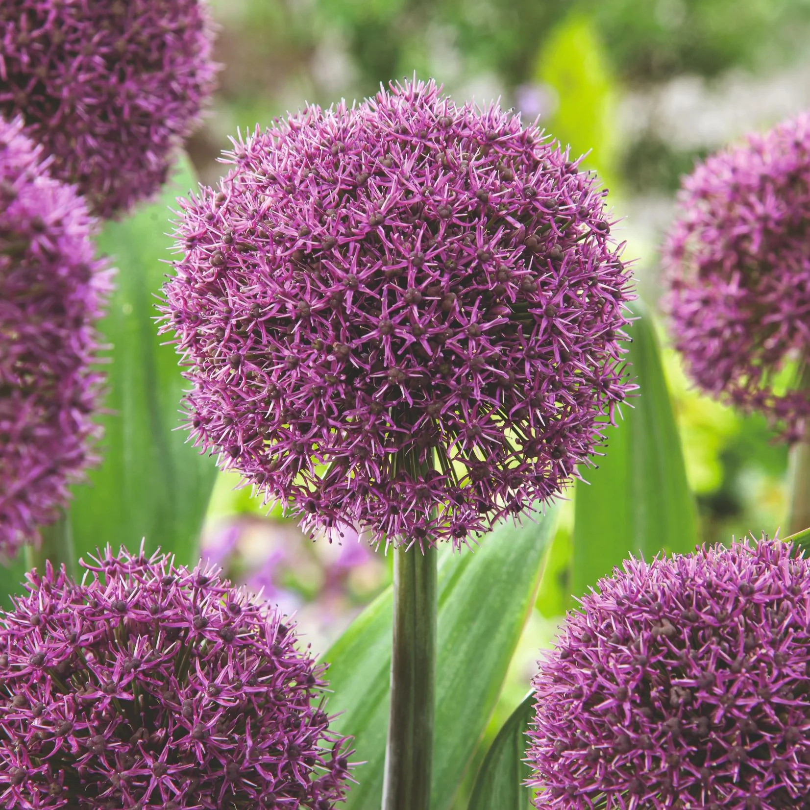 Allium Border Flower Bulb Mix - Image 6