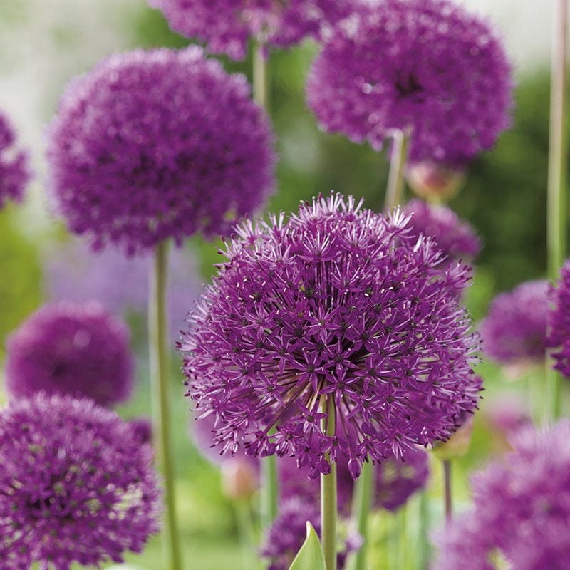 Allium Purple Sensation Bulbs - Image 3
