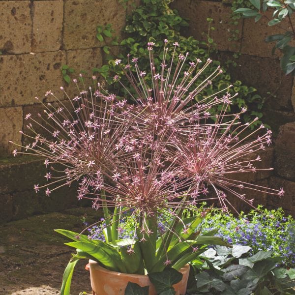 Allium Schubertii Flower Bulbs - Image 3