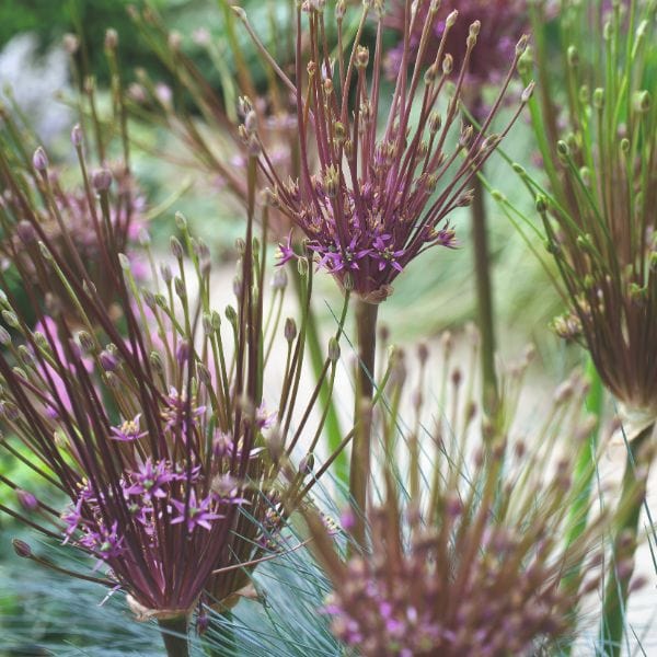 Allium Schubertii Flower Bulbs - Image 5