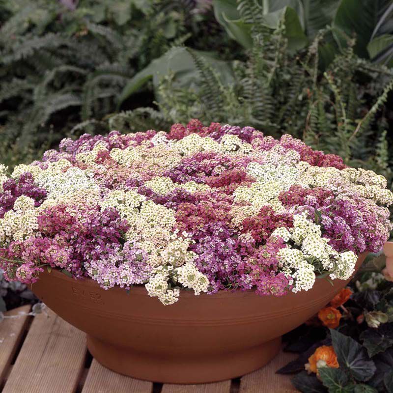 Alyssum Aphrodite Mixed Flower Seeds - Image 3