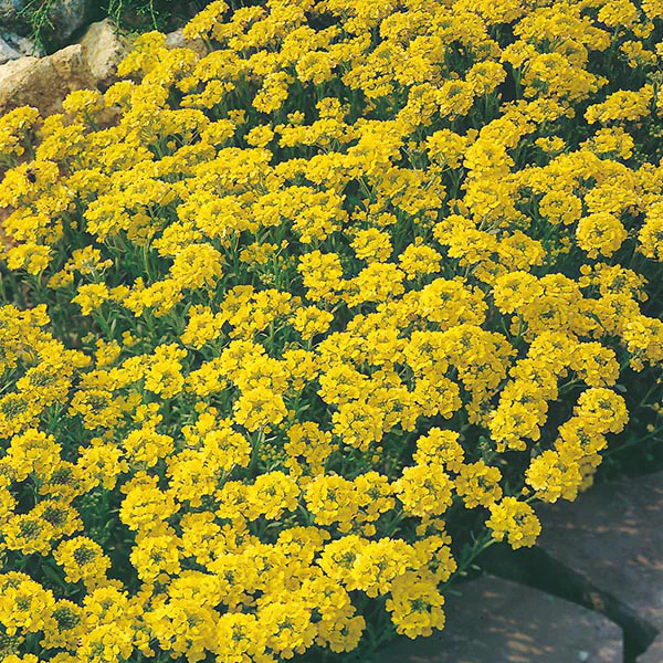 Alyssum Gold Dust Seeds - Image 3