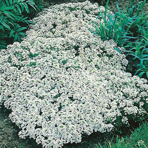 Alyssum Snow Cloth Seeds - Image 3