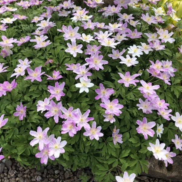 Anemone Blanda Collection Flower Bulbs - Image 6
