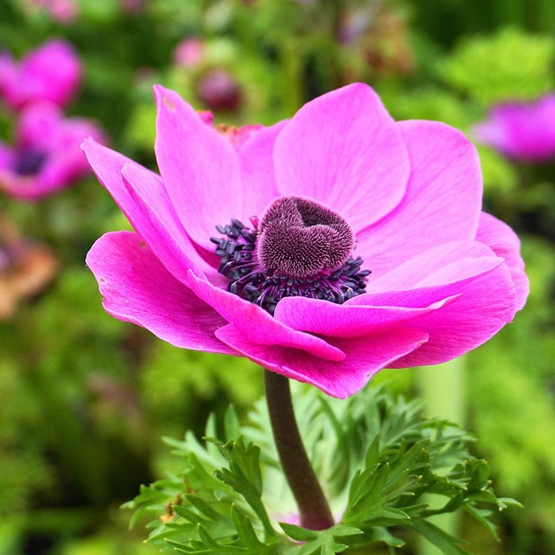 Anemone Coronaria Flower Bulb Collection - Image 3