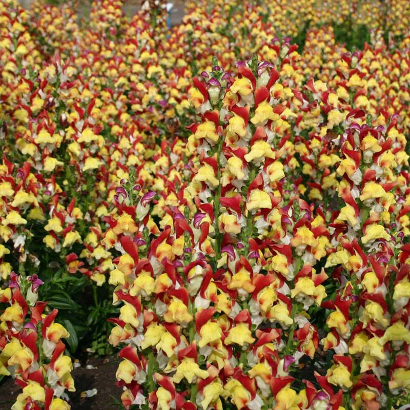 Antirrhinum Mango Twist Flower Seeds - Image 3