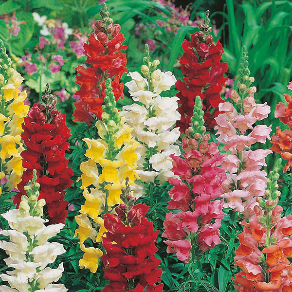 Antirrhinum Rust Resistant Mixed Seeds - Image 3