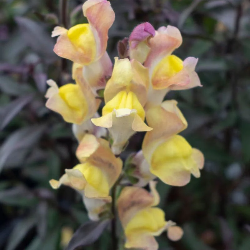Antirrhinum Snap in Black Collection