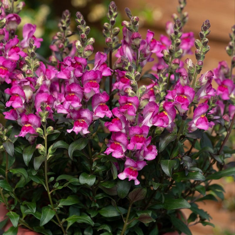 Antirrhinum Snap in Black Collection - Image 2