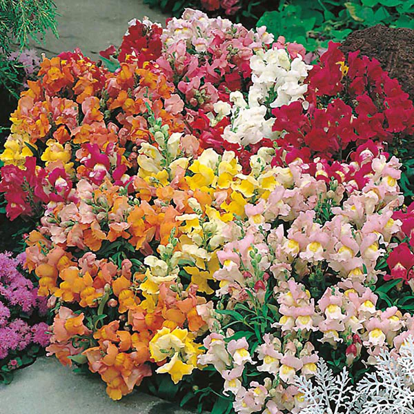 Antirrhinum Tom Thumb Mixed Seeds - Image 3