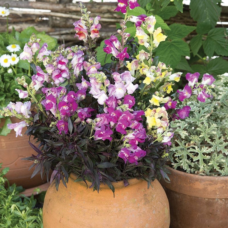 Antirrhinum Twilight Mix Flower Seeds - Image 2
