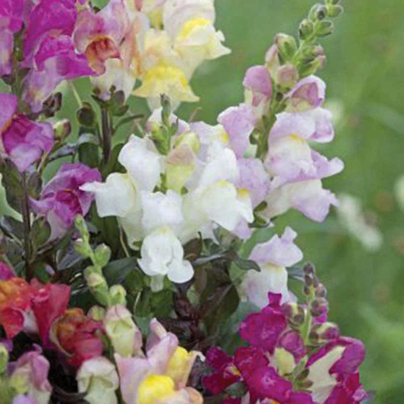 Antirrhinum Twilight Mix Flower Seeds - Image 3