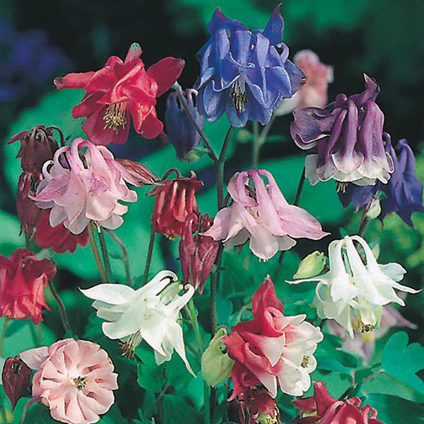 Aquilegia Biedermeier Mixed - Image 3