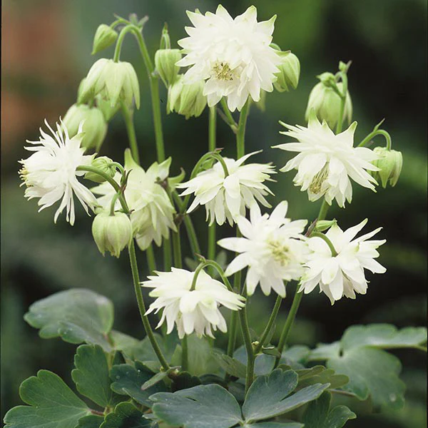 Aquilegia Lime Sorbet Seeds - Image 3