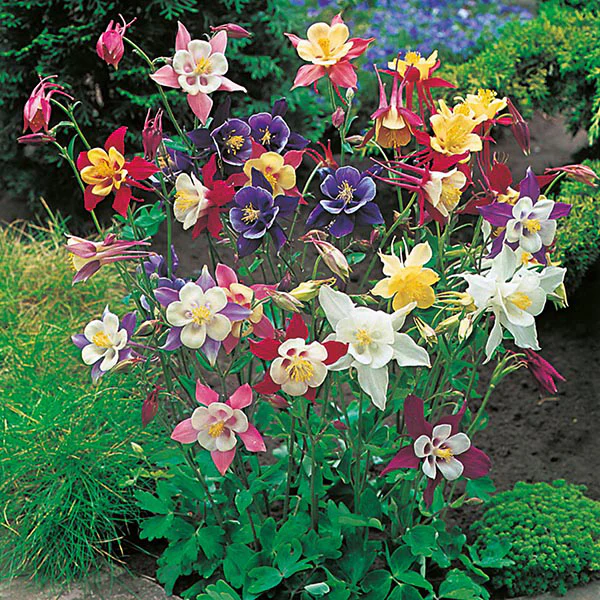 Aquilegia McKana Giants Mixed Seeds - Image 3