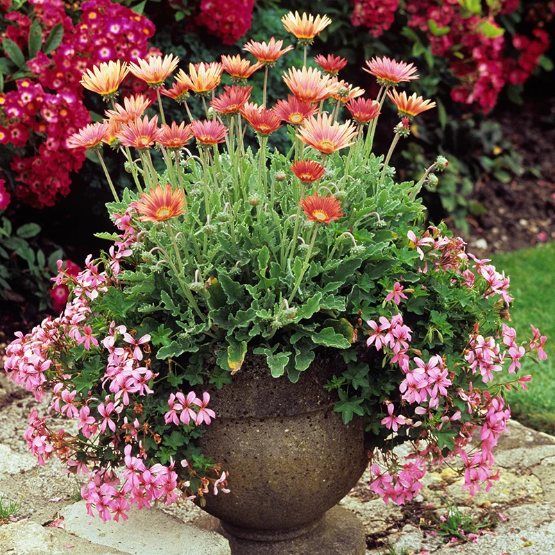 Arctotis Flame Flower Plants - Image 3
