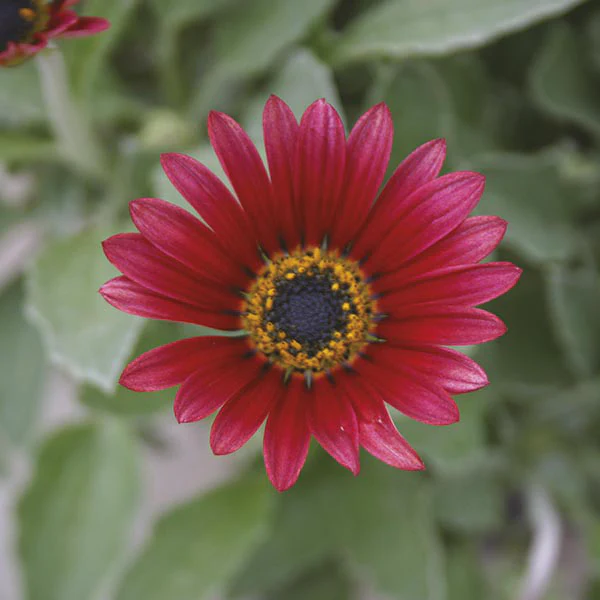 Arctotis Flower Plant Collection - Image 2