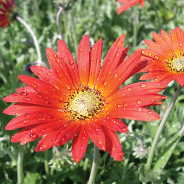 Arctotis Flower Plant Collection - Image 3