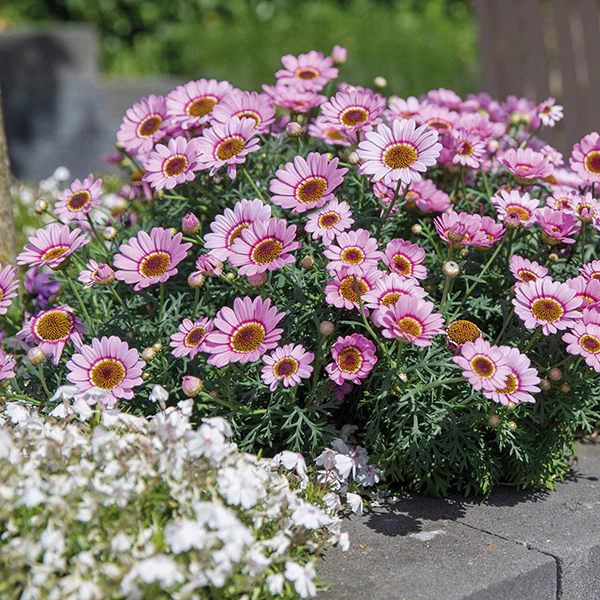 Argyranthemum Grandaisy Flower Plant Collection