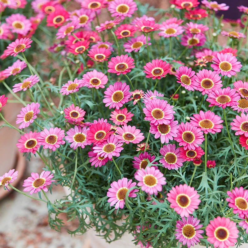 Argyranthemum Grandaisy Flower Plant Collection - Image 2