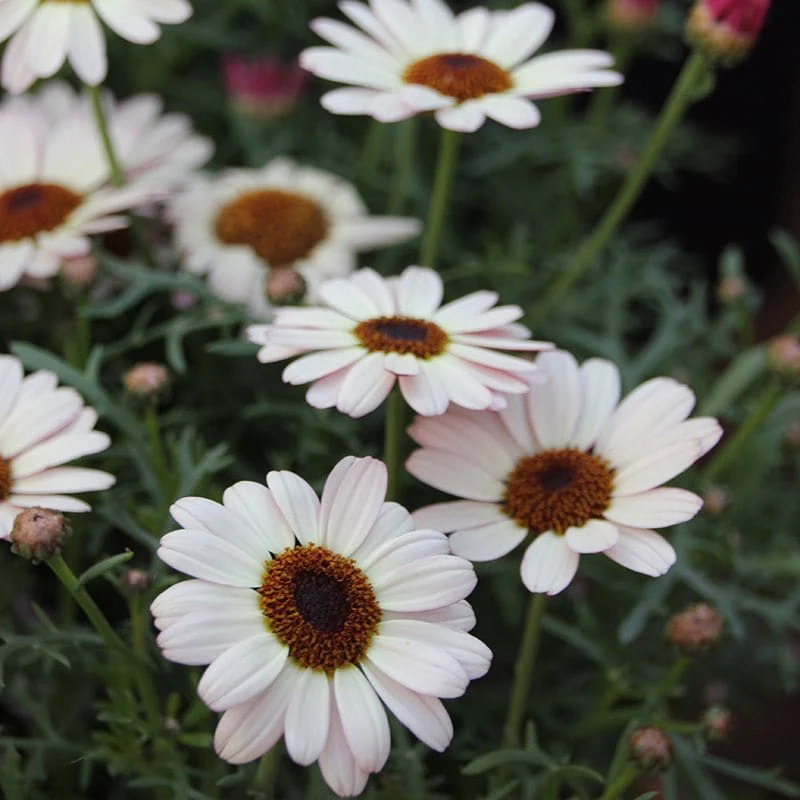 Argyranthemum Grandaisy Flower Plant Collection - Image 3
