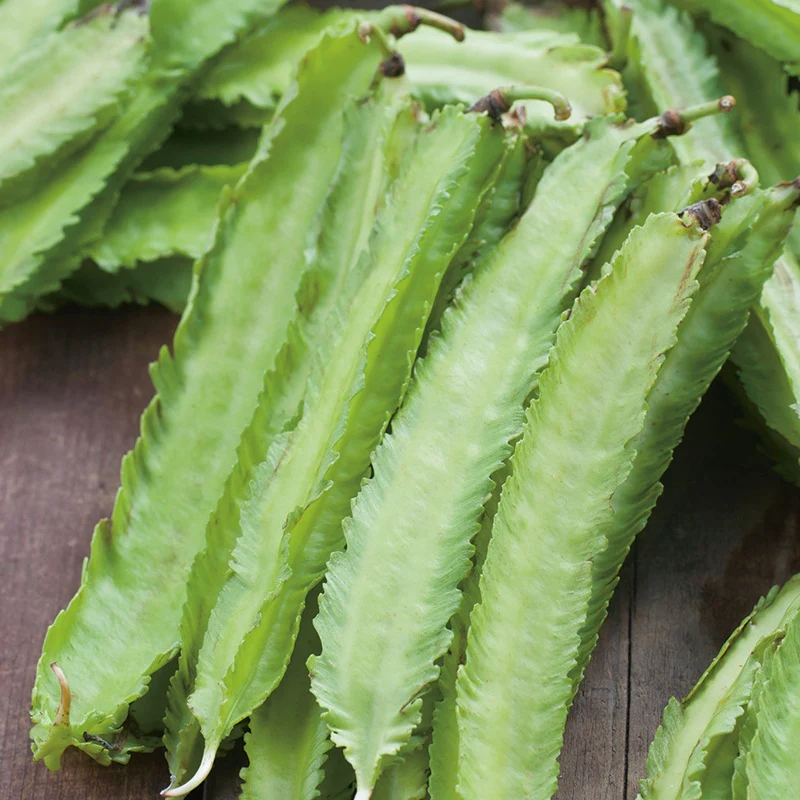 Asparagus Pea Seeds - Image 3