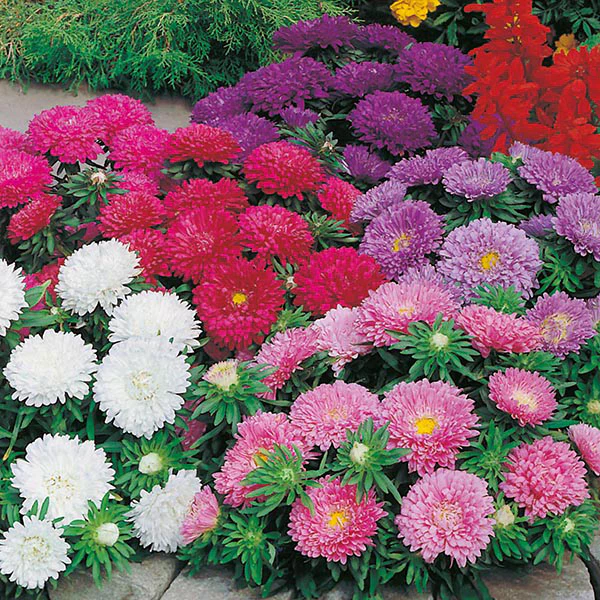 Aster Colour Carpet Mixed - Image 3