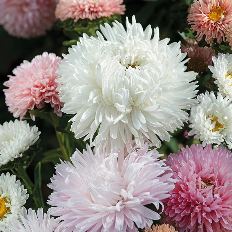 Aster The Roses Flower Seeds - Image 3