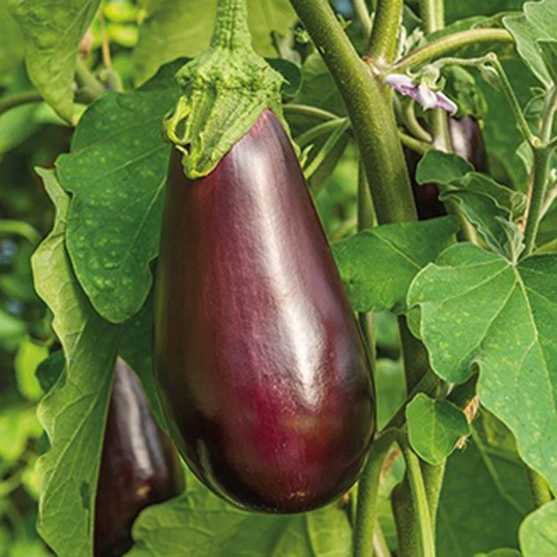 Aubergine Black Beauty Seeds - Image 3