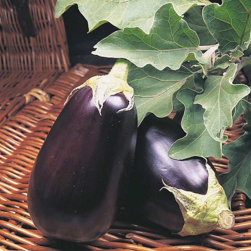 Aubergine Collection Plants
