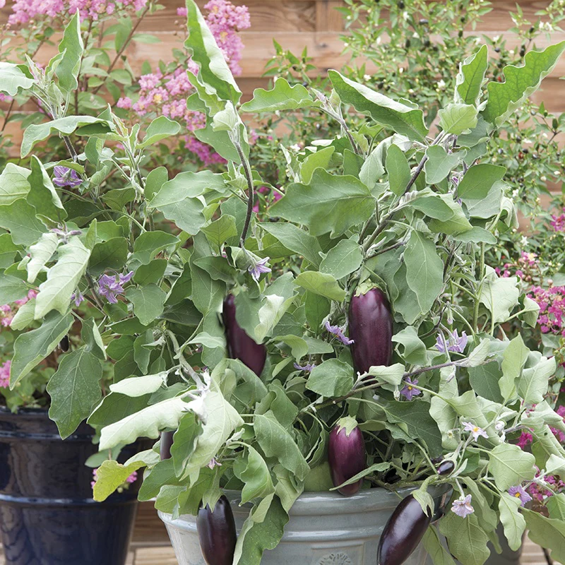 Aubergine Jewel Jet F1 Seeds - Image 3