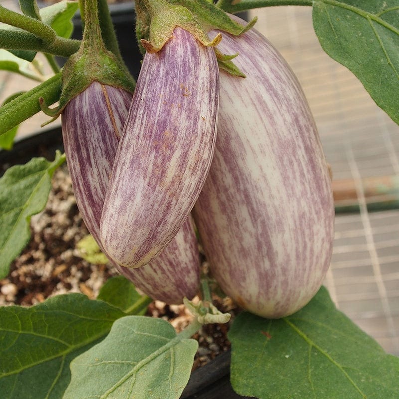 Aubergine Jewel Marble F1 Vegetable Seeds - Image 2
