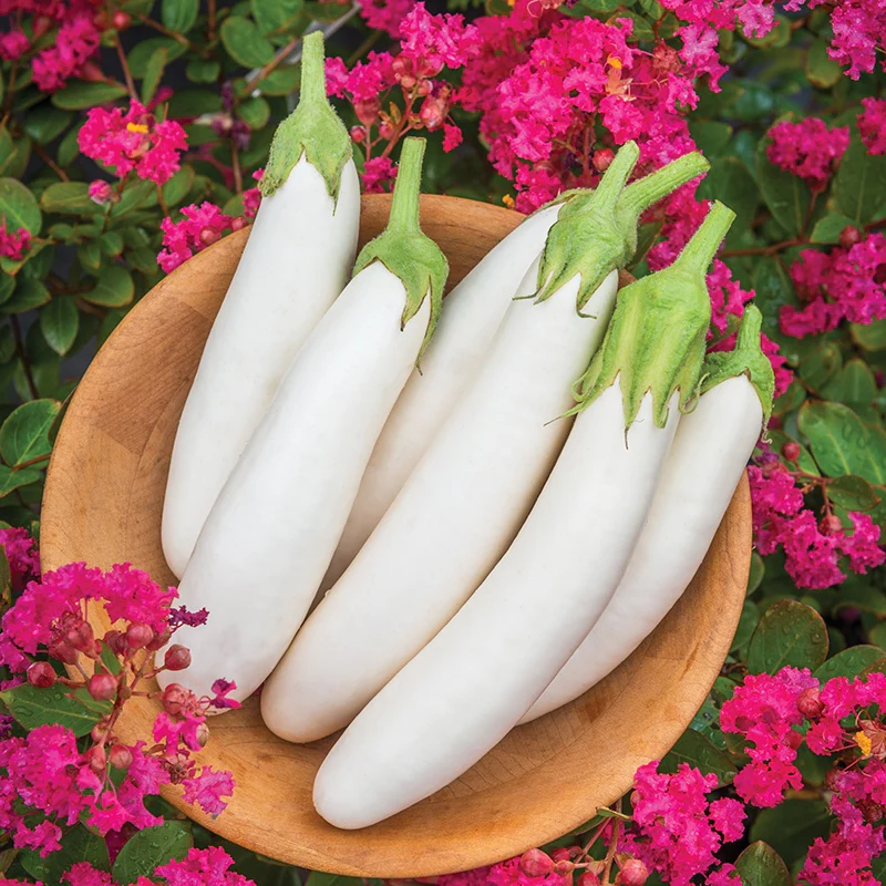 Aubergine White Knight F1 Vegetable Seeds - Image 3