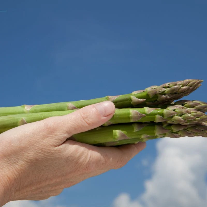 Backlim Asparagus Crowns - Image 2