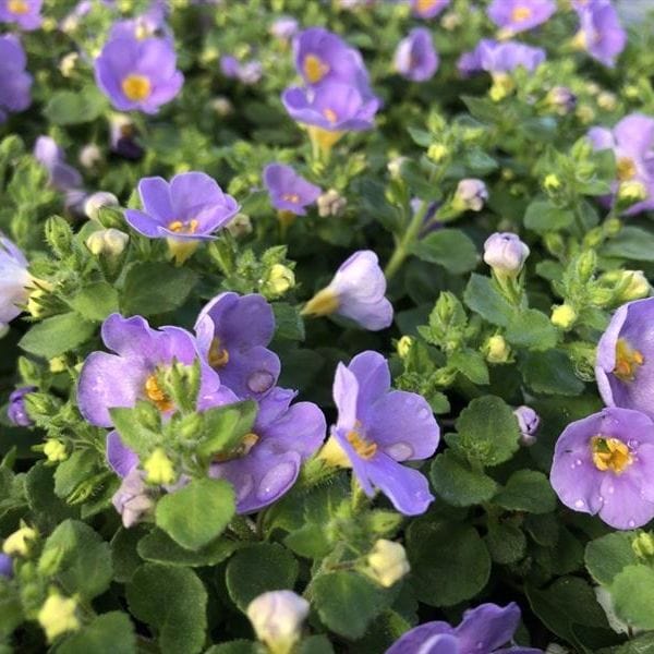Bacopa Blue Flower Plants - Image 4