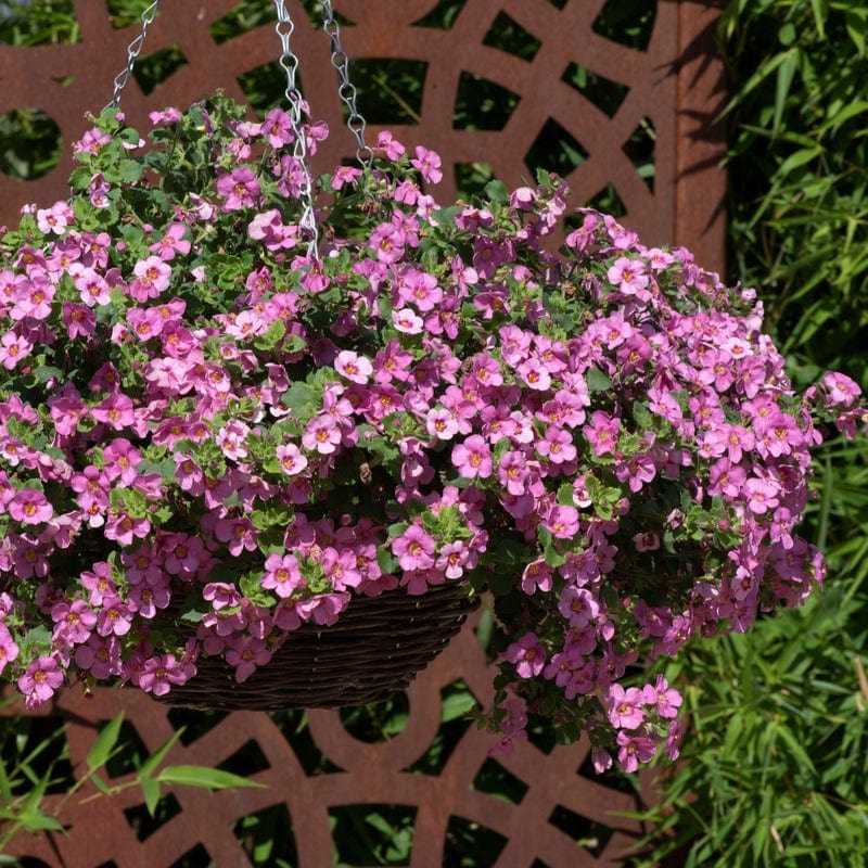 Bacopa Pink Flower Plants