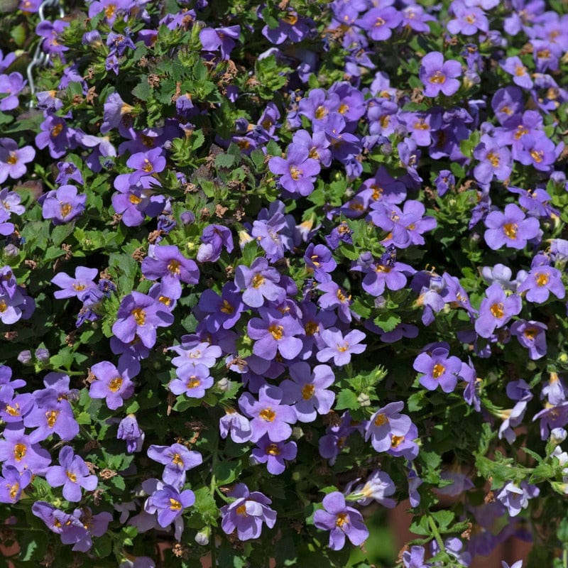 Bacopa Blue Flower Plants