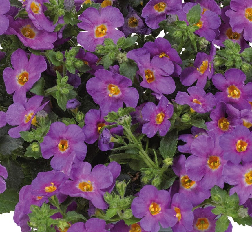 Bacopa Purple Flower Plants