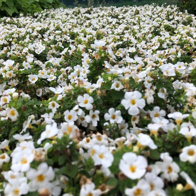 Bacopa Flower Plants Collection - Image 5