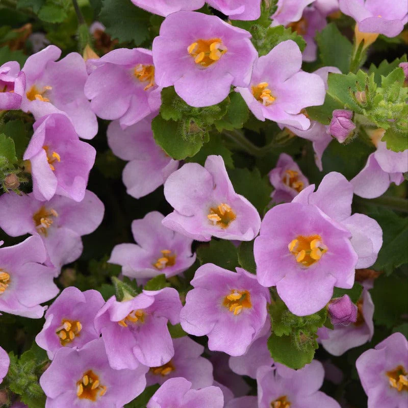 Bacopa Flower Plants Collection - Image 6