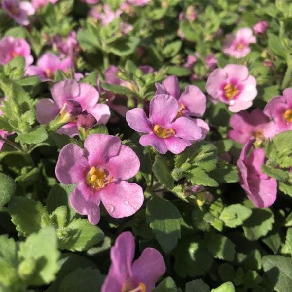 Bacopa Pink Flower Plants - Image 2