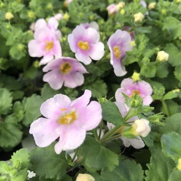 Bacopa Pink Shine Flower Plants - Image 2