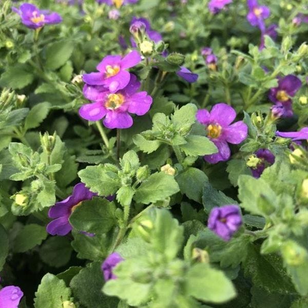 Bacopa Purple Flower Plants - Image 2