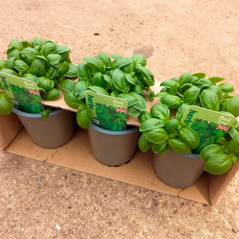 Basil Herb Plant Collection - Image 2